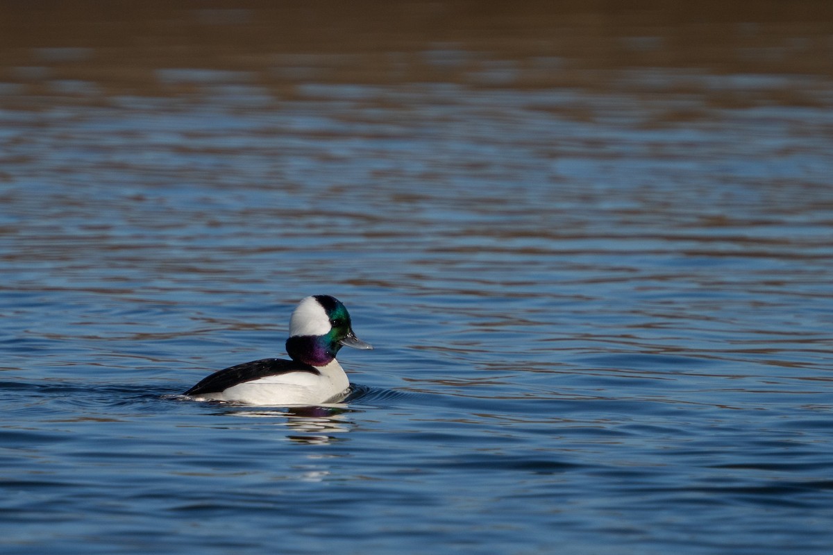 Bufflehead - ML631929071