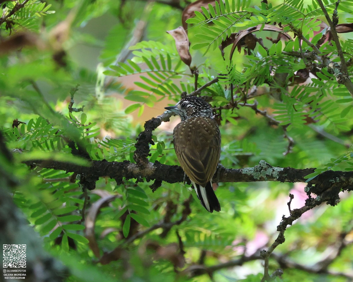Spotted Piculet - ML631929231