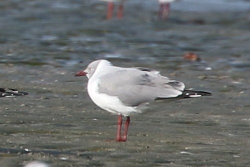 Gray-hooded Gull - ML631929430