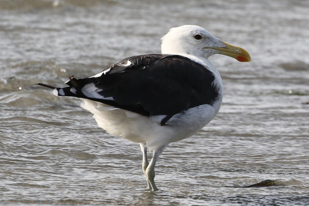 Kelp Gull (vetula) - ML631929435