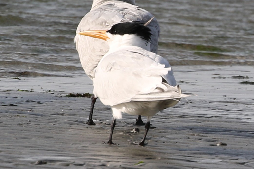 West African Crested Tern - ML631929462