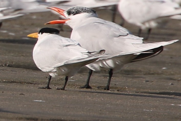 West African Crested Tern - ML631929466