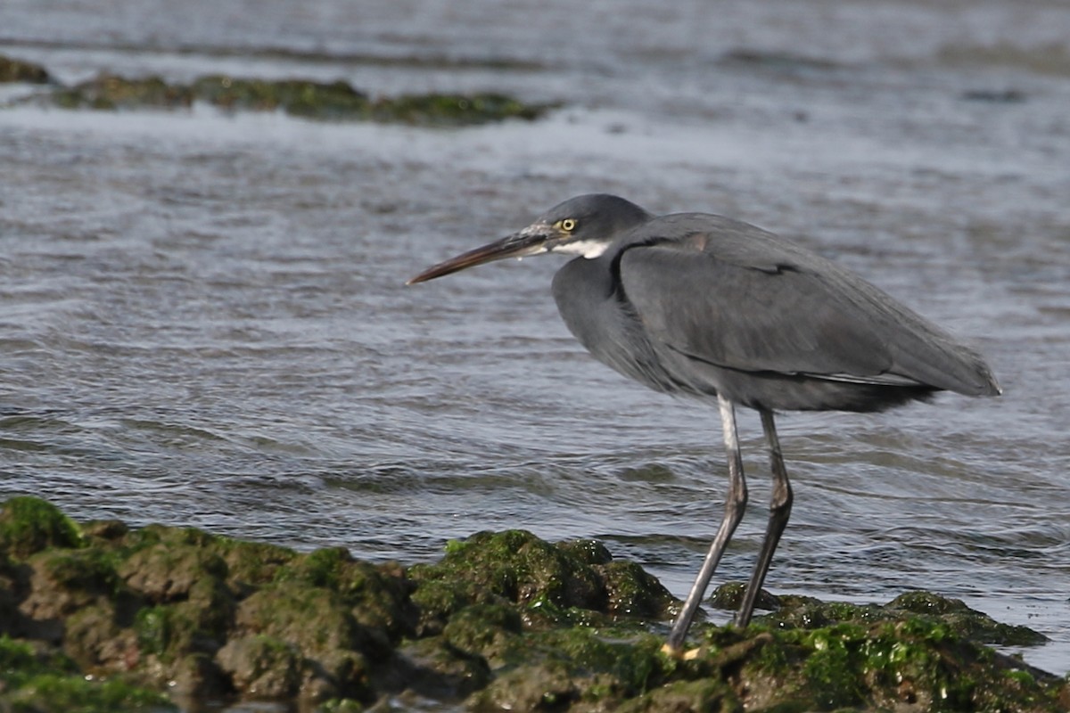 Western Reef-Heron (Western) - ML631929476