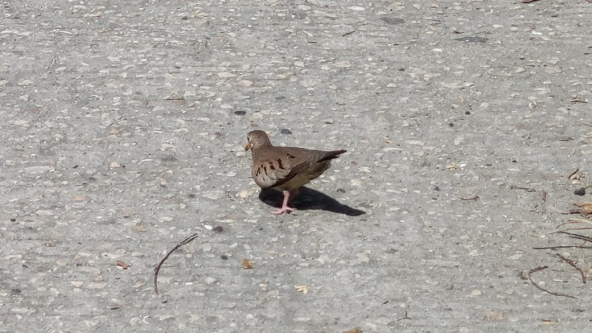 Common Ground Dove - ML631929814