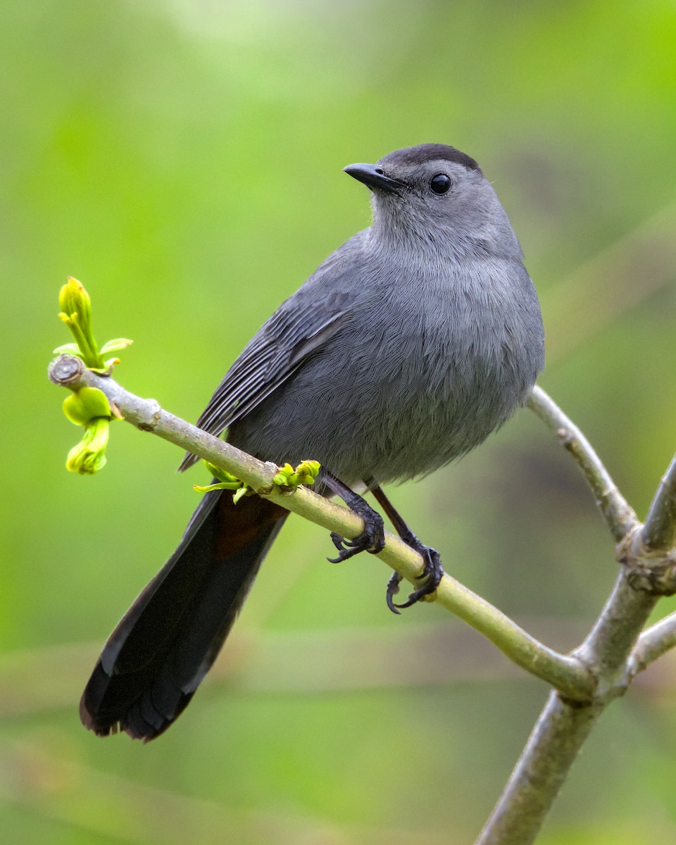 Gray Catbird - ML631929893