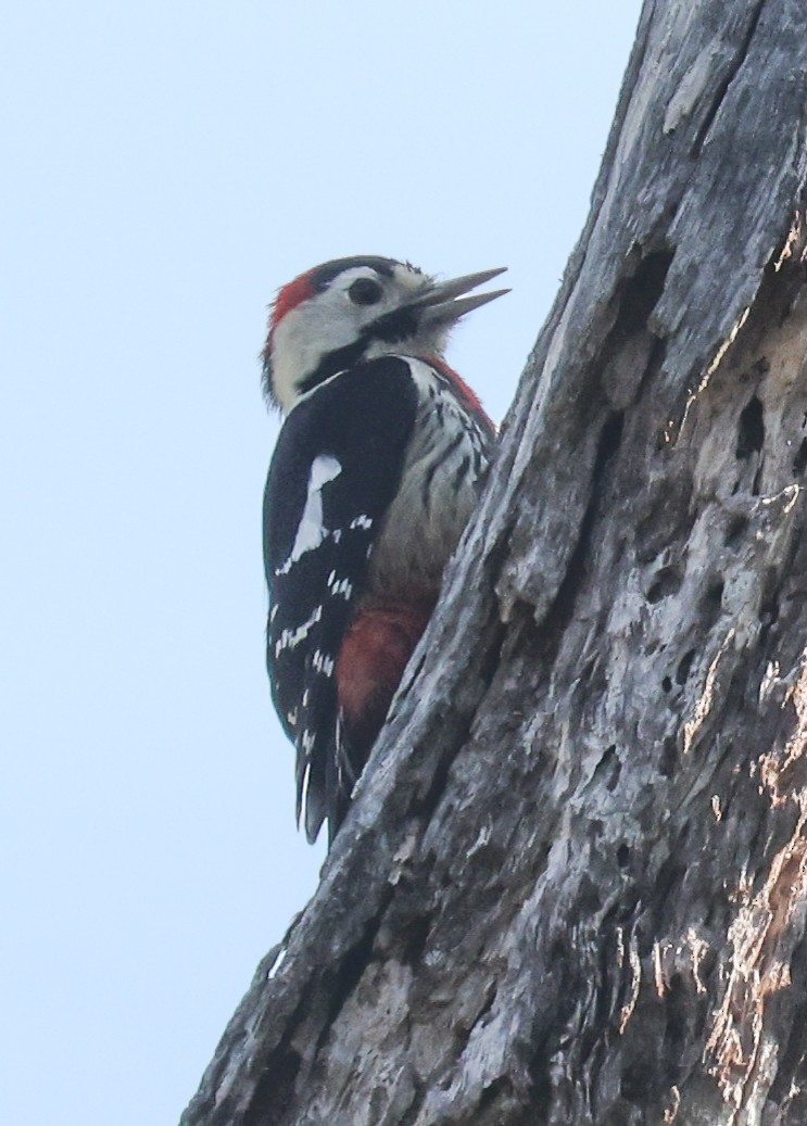 Necklaced Woodpecker - ML631929921