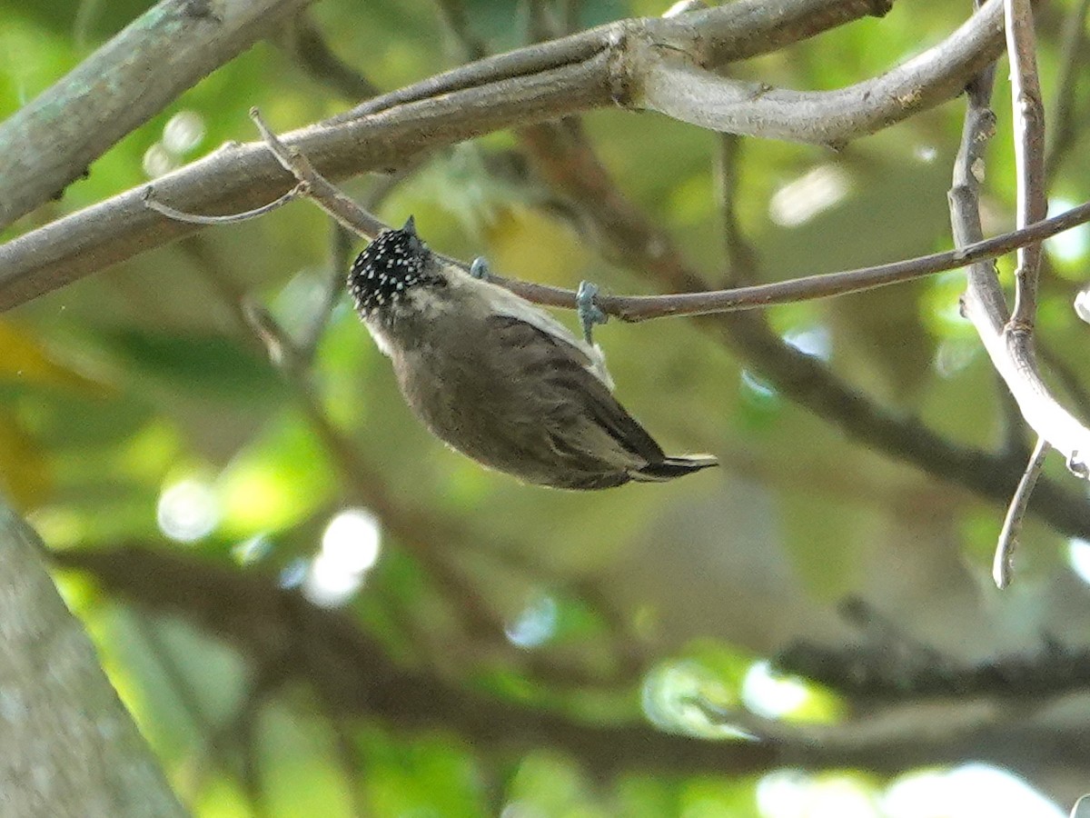 Grayish Piculet - ML631930061