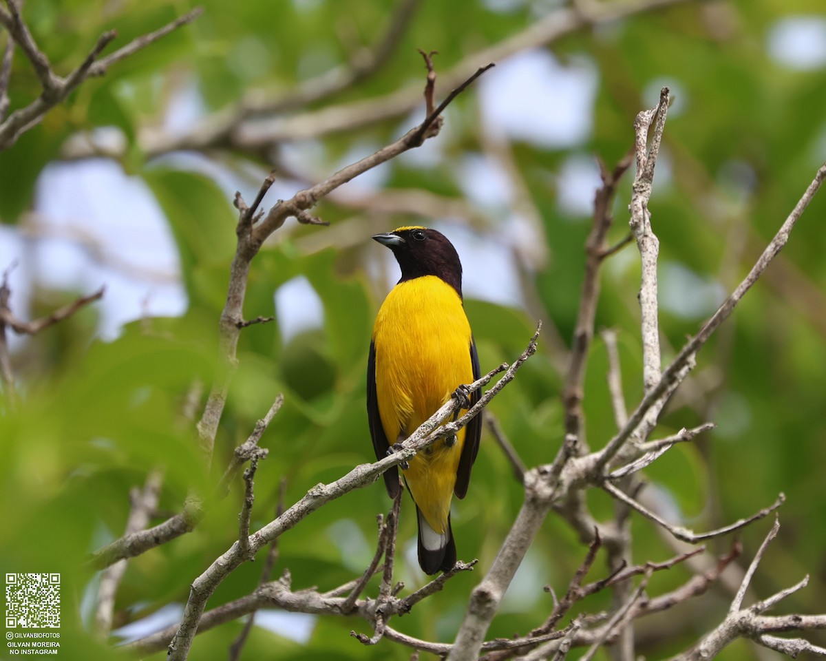 Purple-throated Euphonia - ML631930079