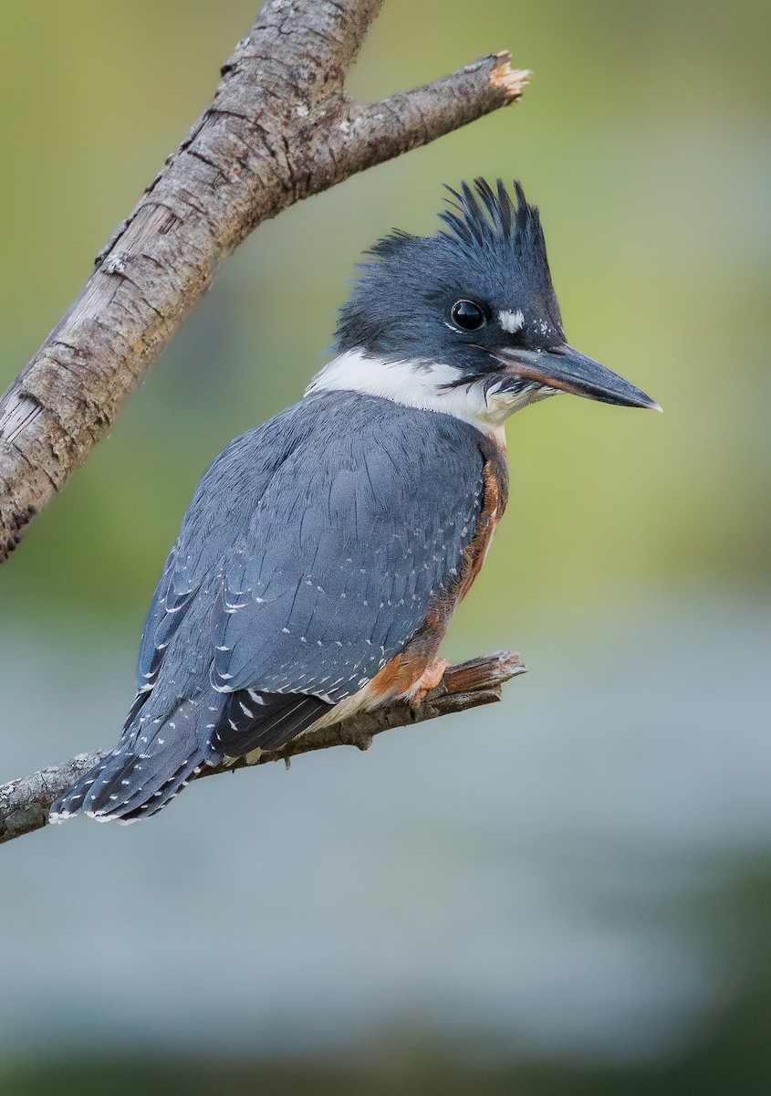 Belted Kingfisher - ML631930122