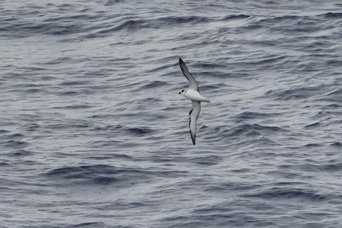 White-necked Petrel - ML631930416
