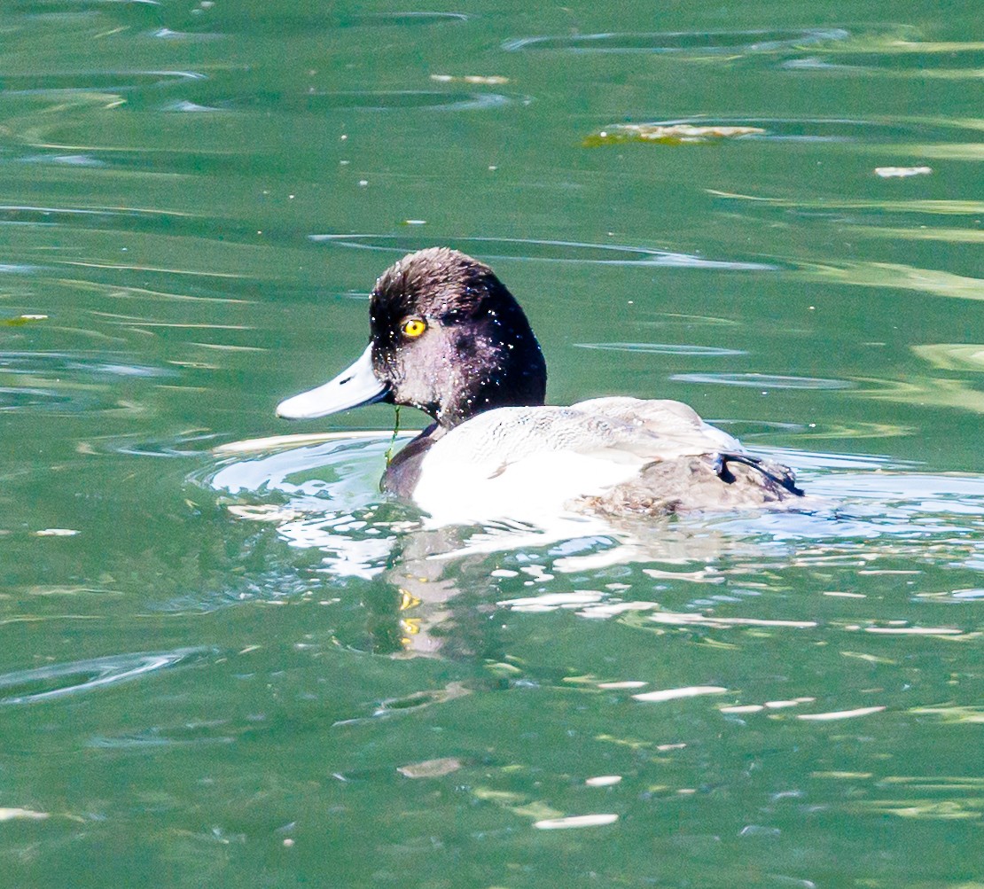 Lesser Scaup - ML631930499
