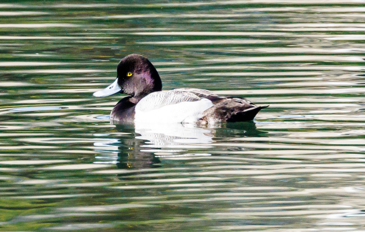Lesser Scaup - ML631930510