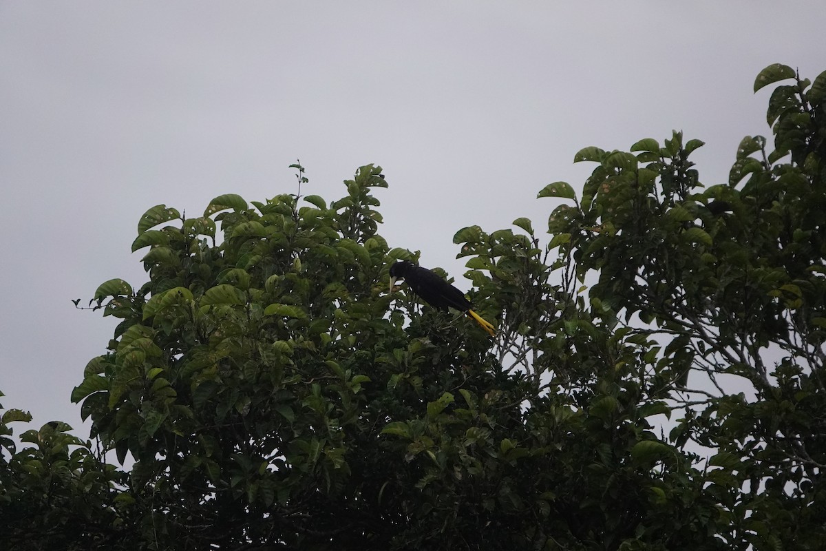 Crested Oropendola - ML631930598