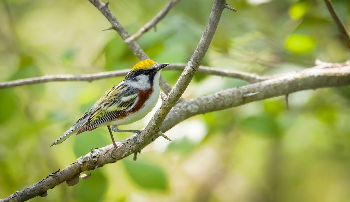 Chestnut-sided Warbler - ML631930600