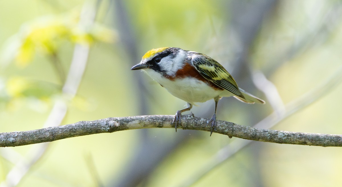 Chestnut-sided Warbler - ML631930604