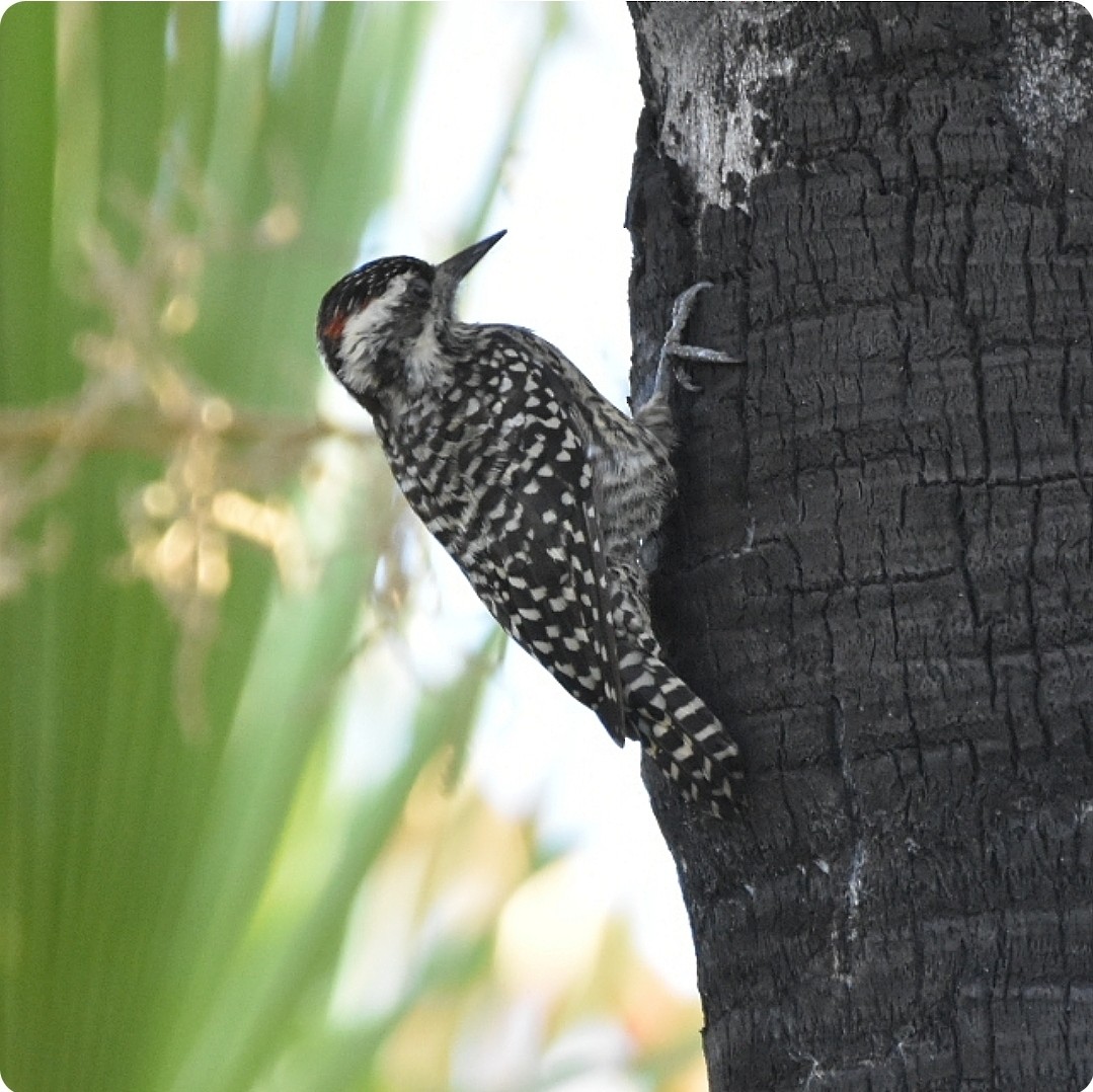 Checkered Woodpecker - ML631930710