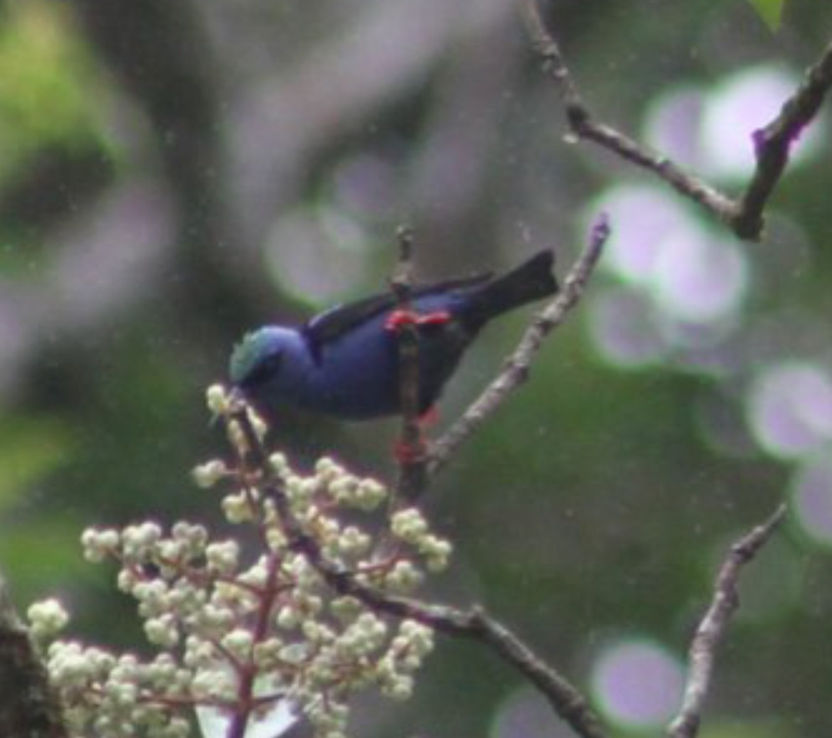 Red-legged Honeycreeper - ML631930731