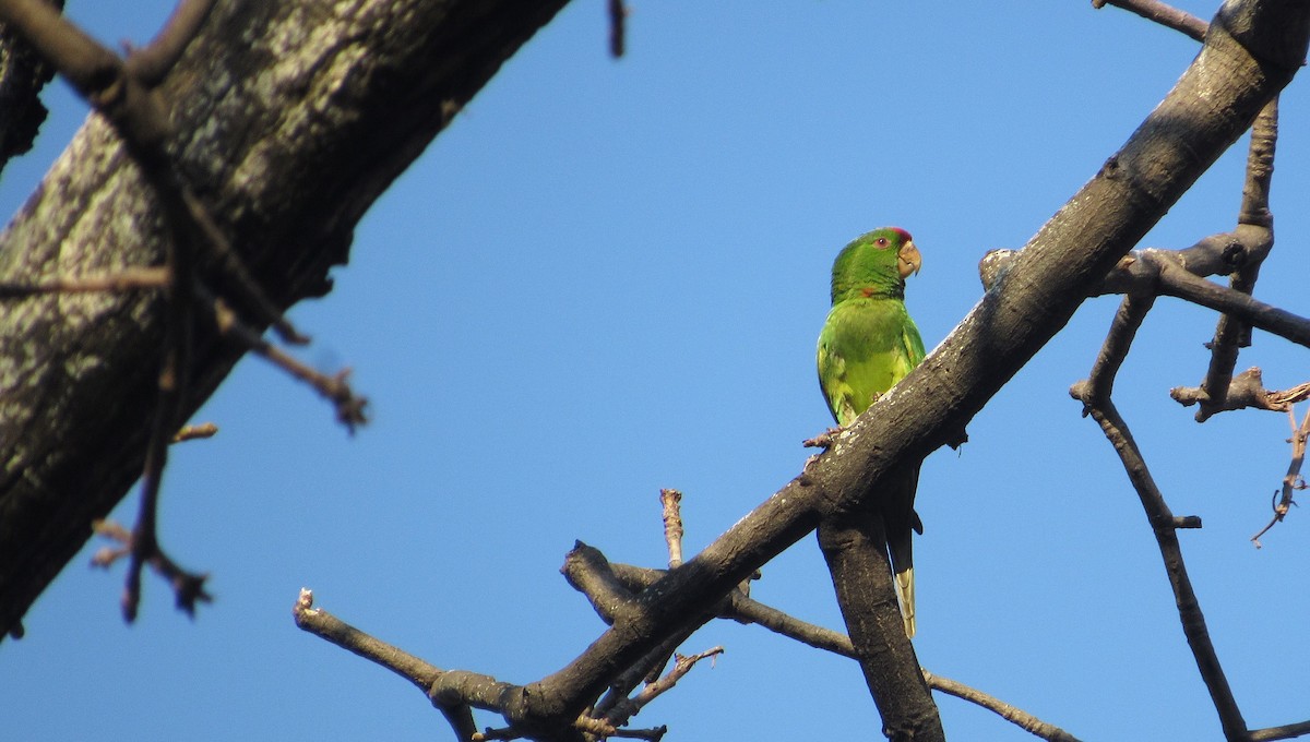 Scarlet-fronted Parakeet - ML631930733