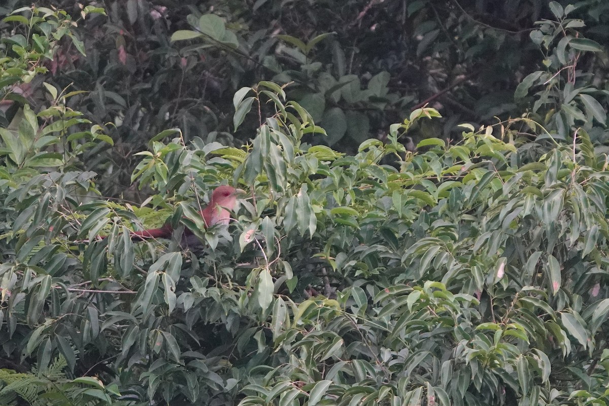 Squirrel Cuckoo - ML631930834