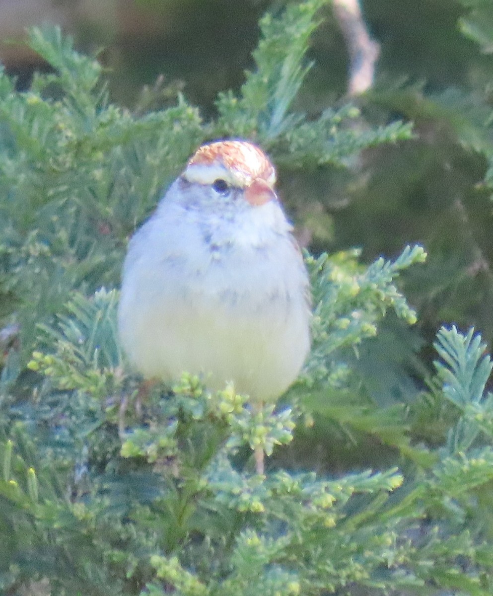 Chipping Sparrow - ML631930881
