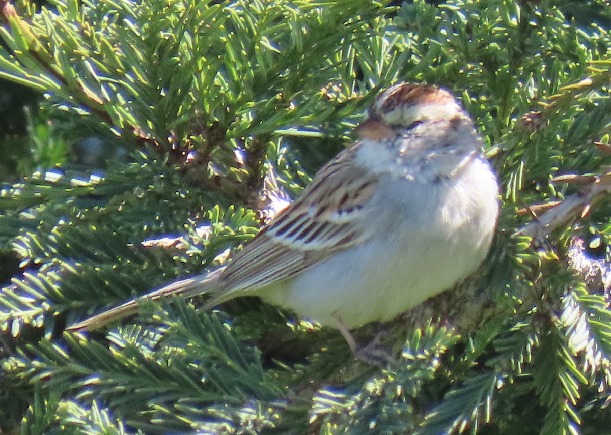 Chipping Sparrow - ML631930890