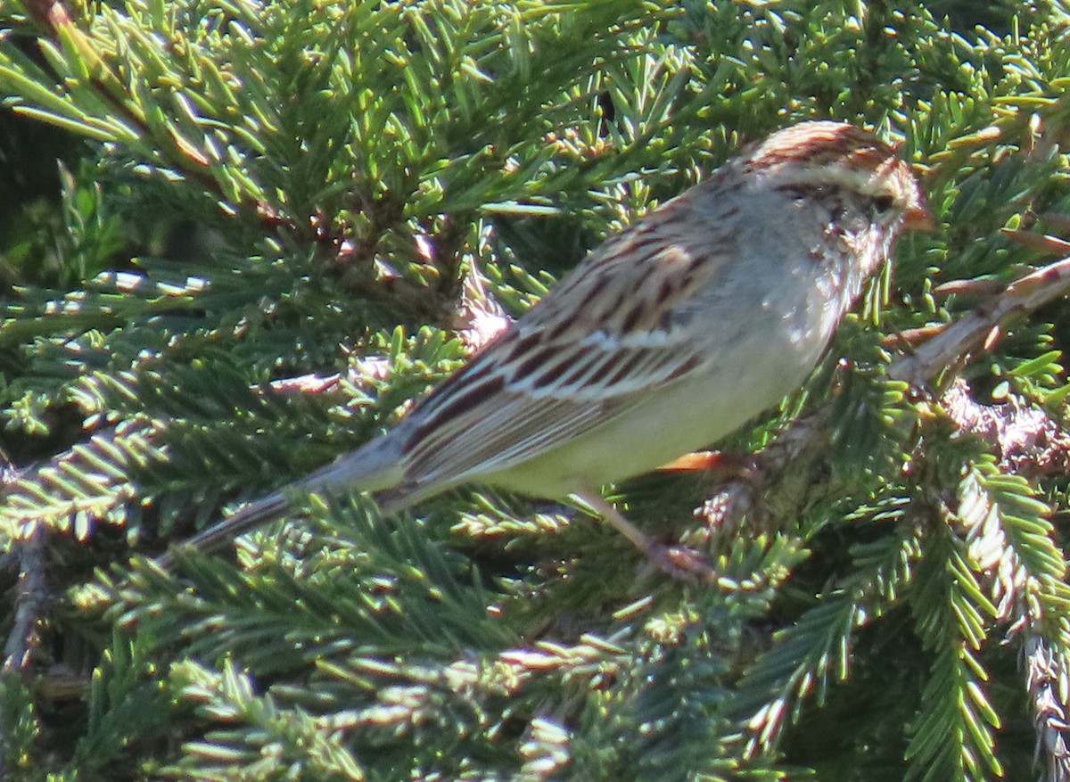 Chipping Sparrow - ML631930916