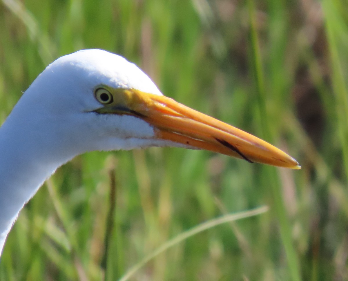Great Egret (American) - ML631930940