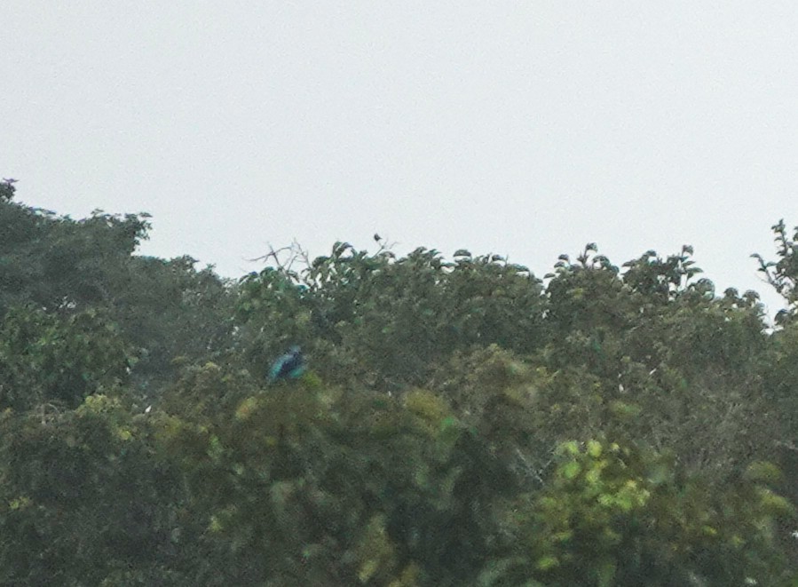 Black-faced Dacnis - ML631930955