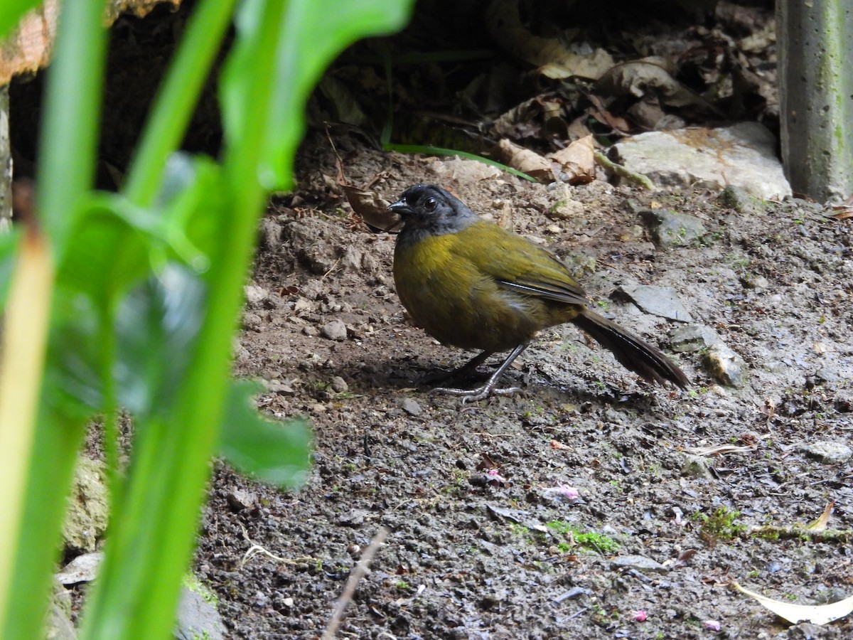 Large-footed Finch - ML631930978