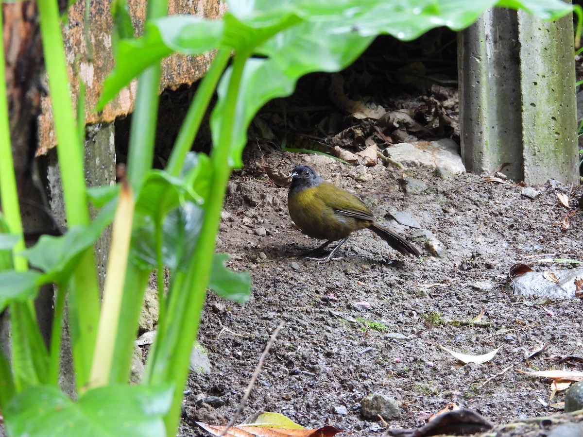 Large-footed Finch - ML631930979