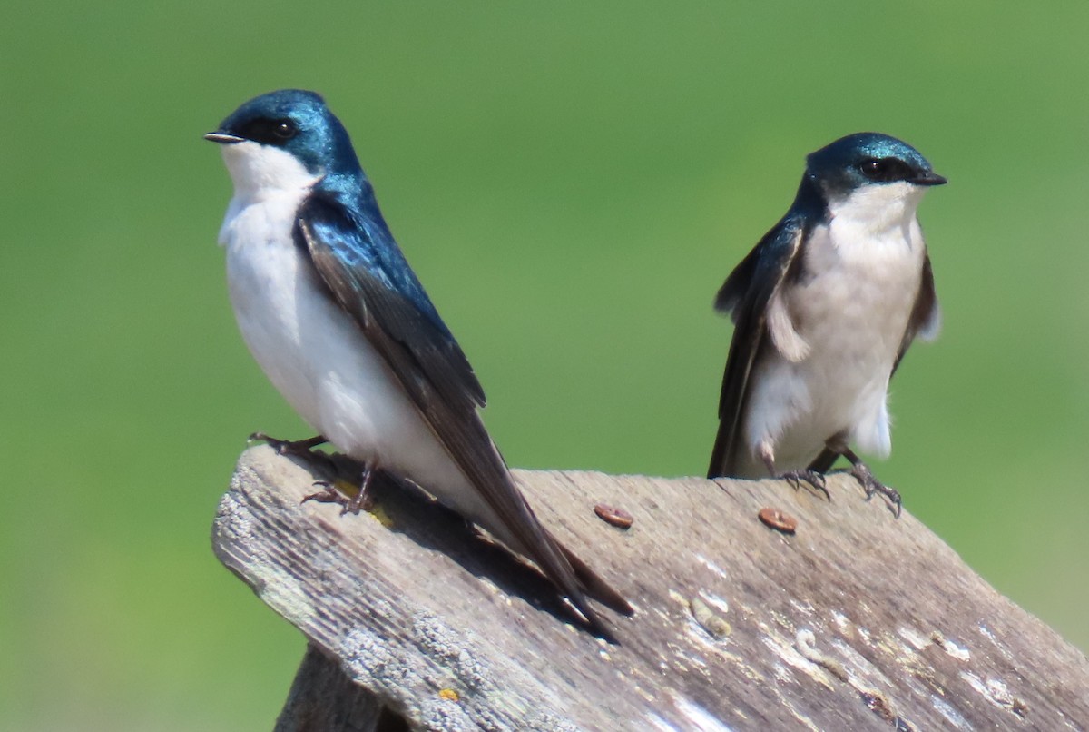 Tree Swallow - ML631931006