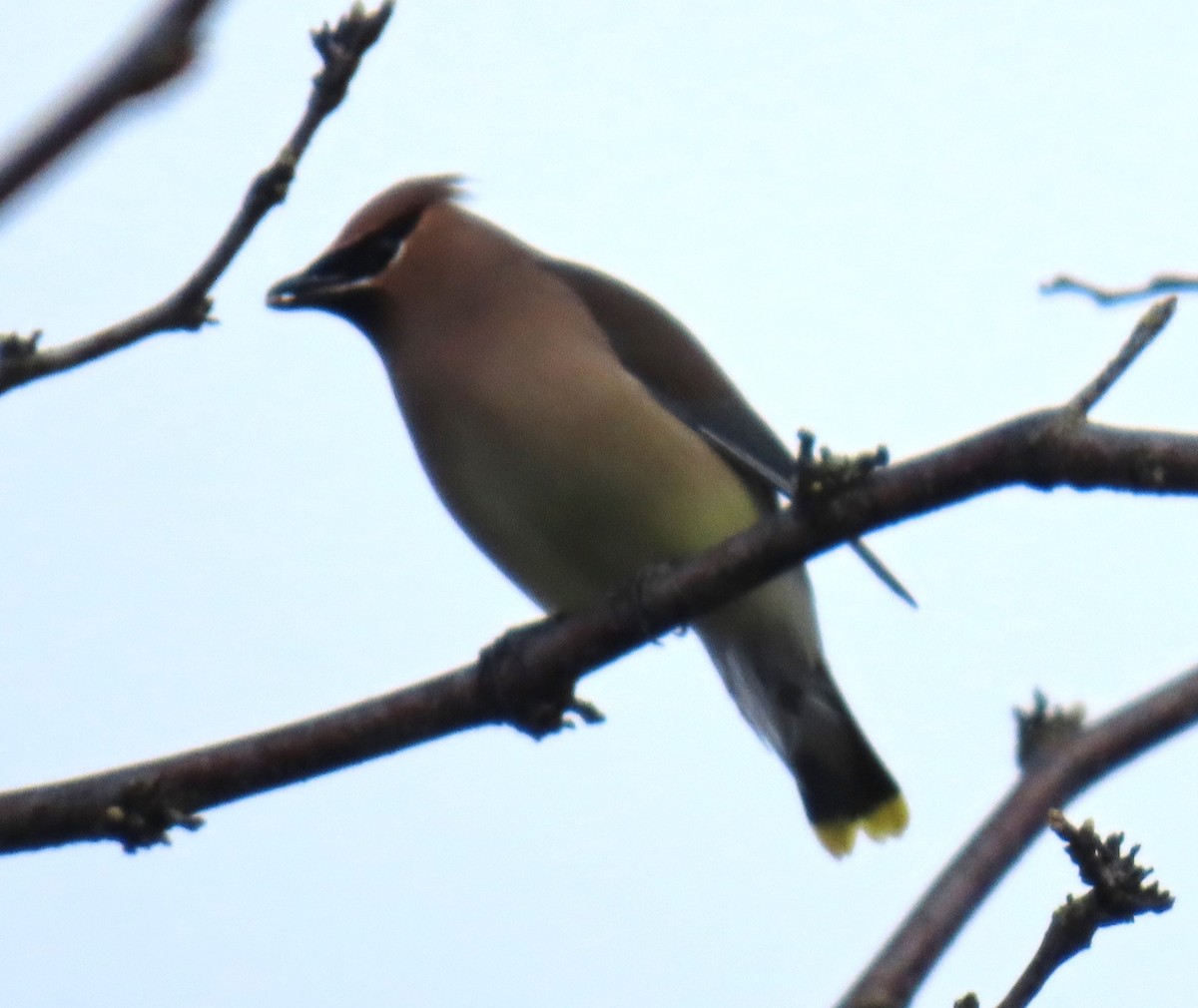 Cedar Waxwing - ML631931038