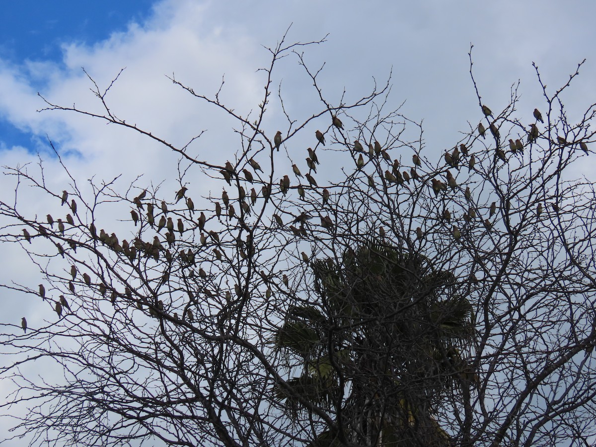 Cedar Waxwing - ML631931058