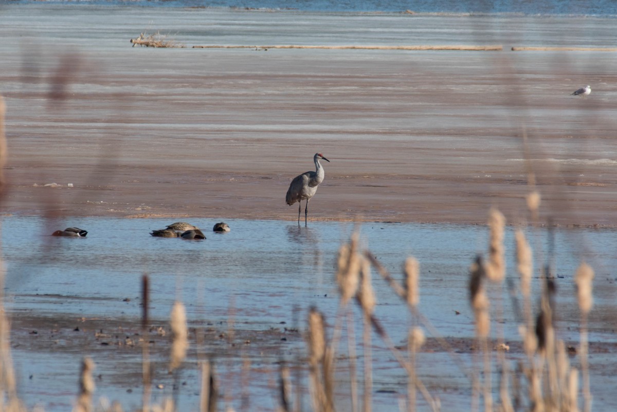 Sandhill Crane - ML631931067