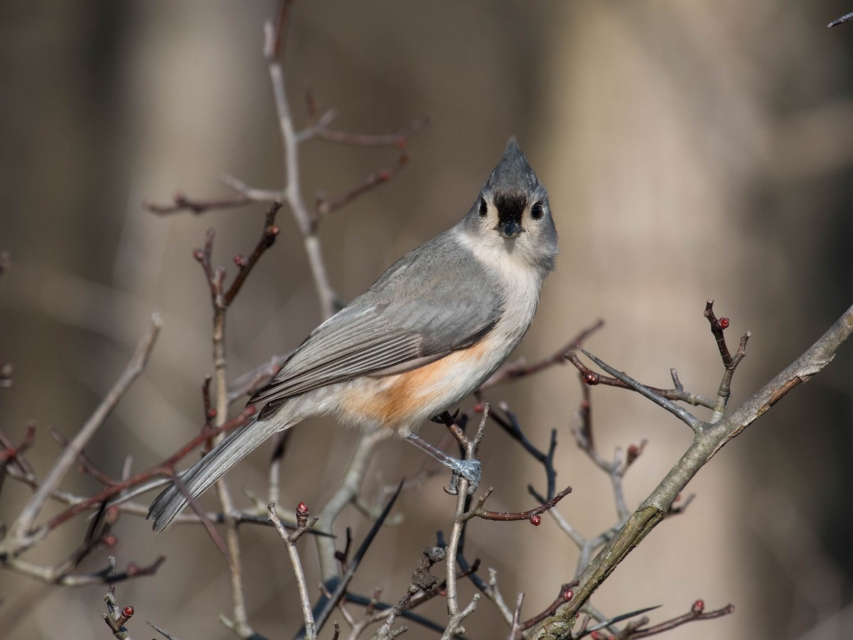 Tufted Titmouse - ML631931080