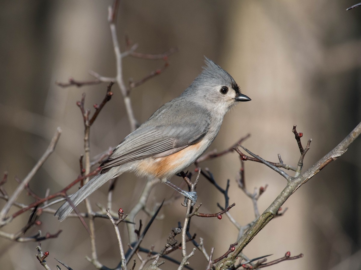 Tufted Titmouse - ML631931082