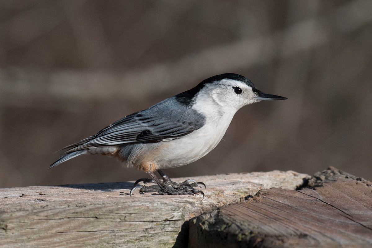 White-breasted Nuthatch - ML631931085