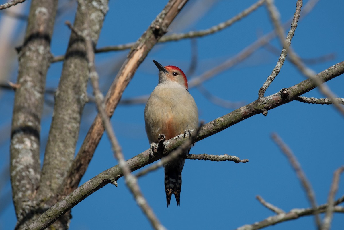 Red-bellied Woodpecker - ML631931092