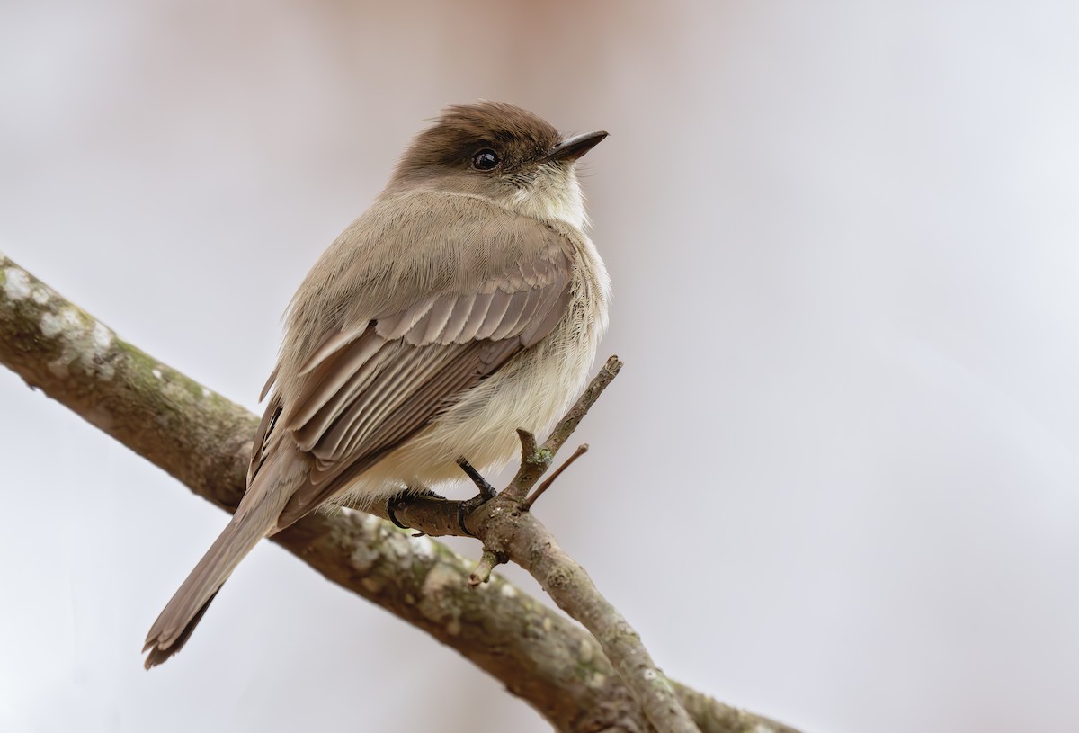 Eastern Phoebe - ML631931177