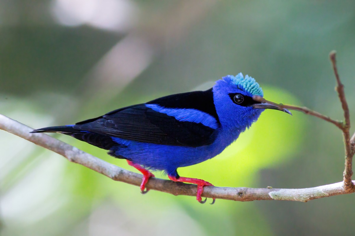 Red-legged Honeycreeper - ML631931223