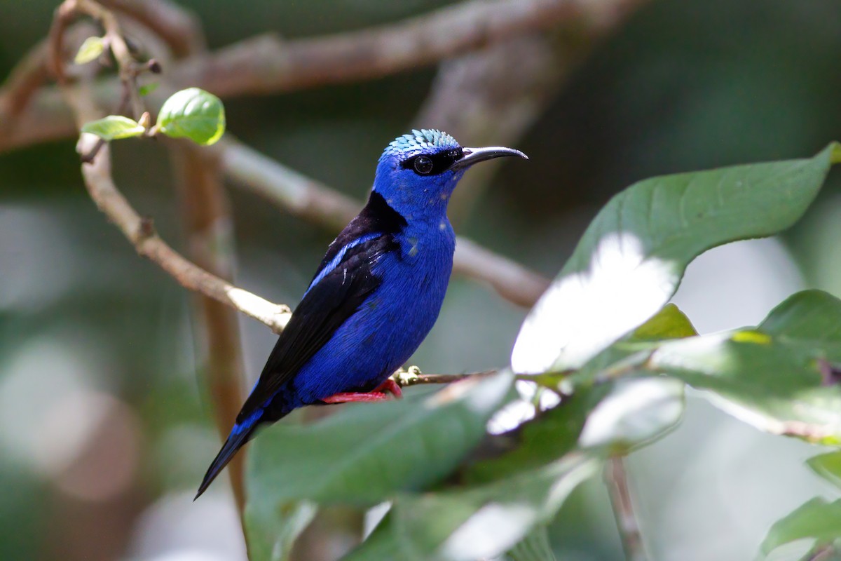 Red-legged Honeycreeper - ML631931224