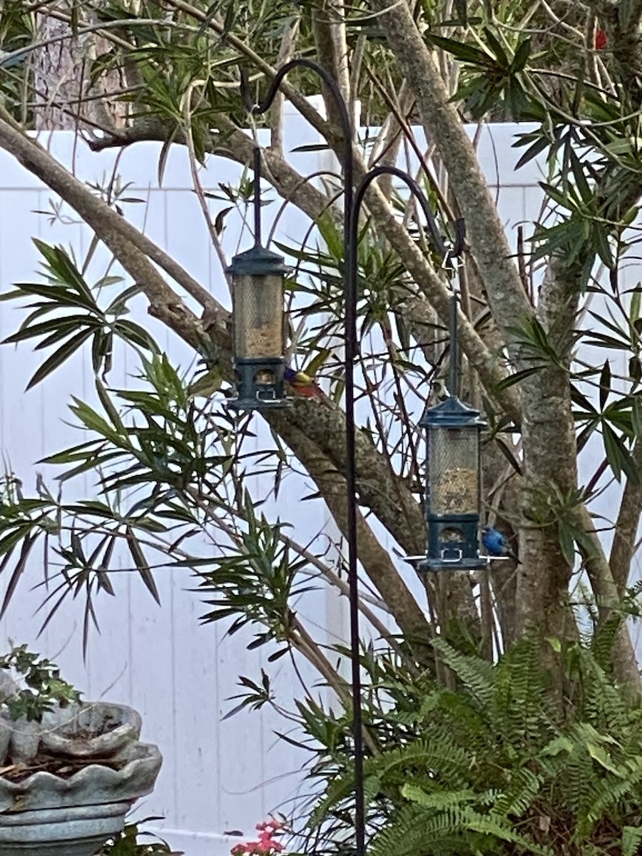 Painted Bunting - ML631931435