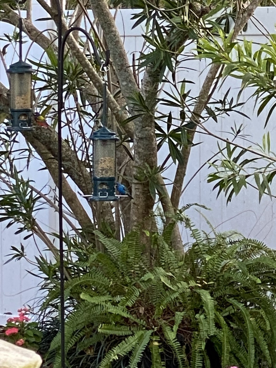Painted Bunting - ML631931436