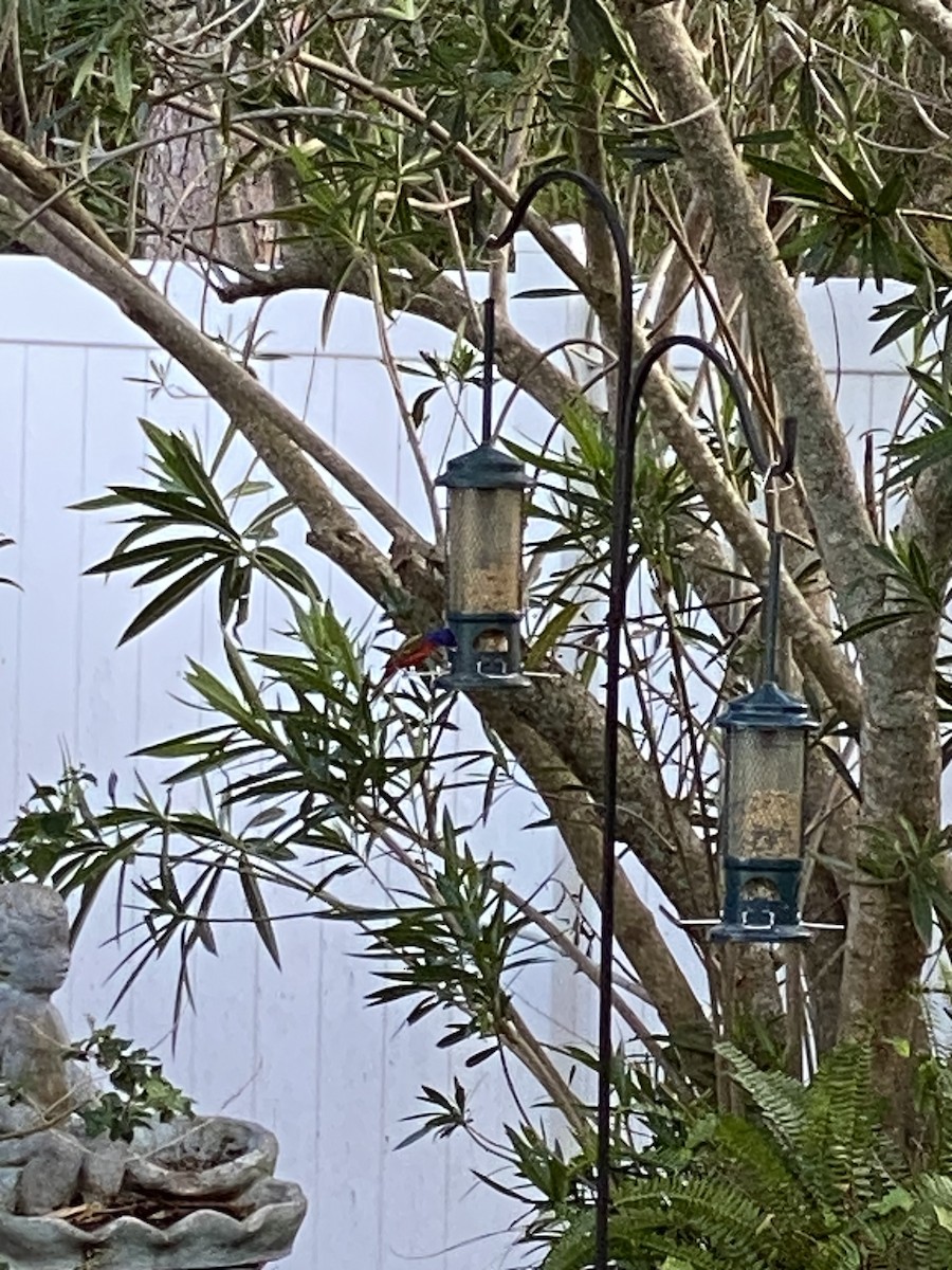 Painted Bunting - ML631931437
