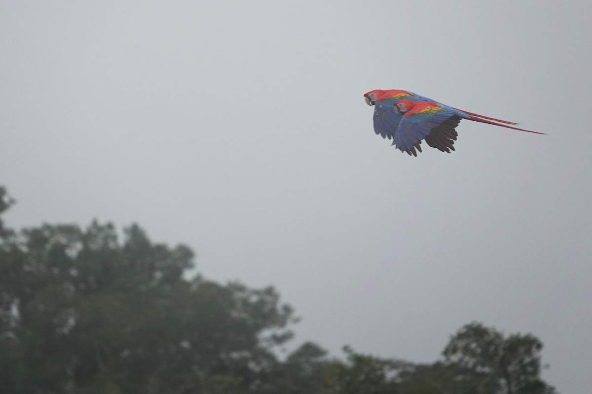 Scarlet Macaw - ML631931545