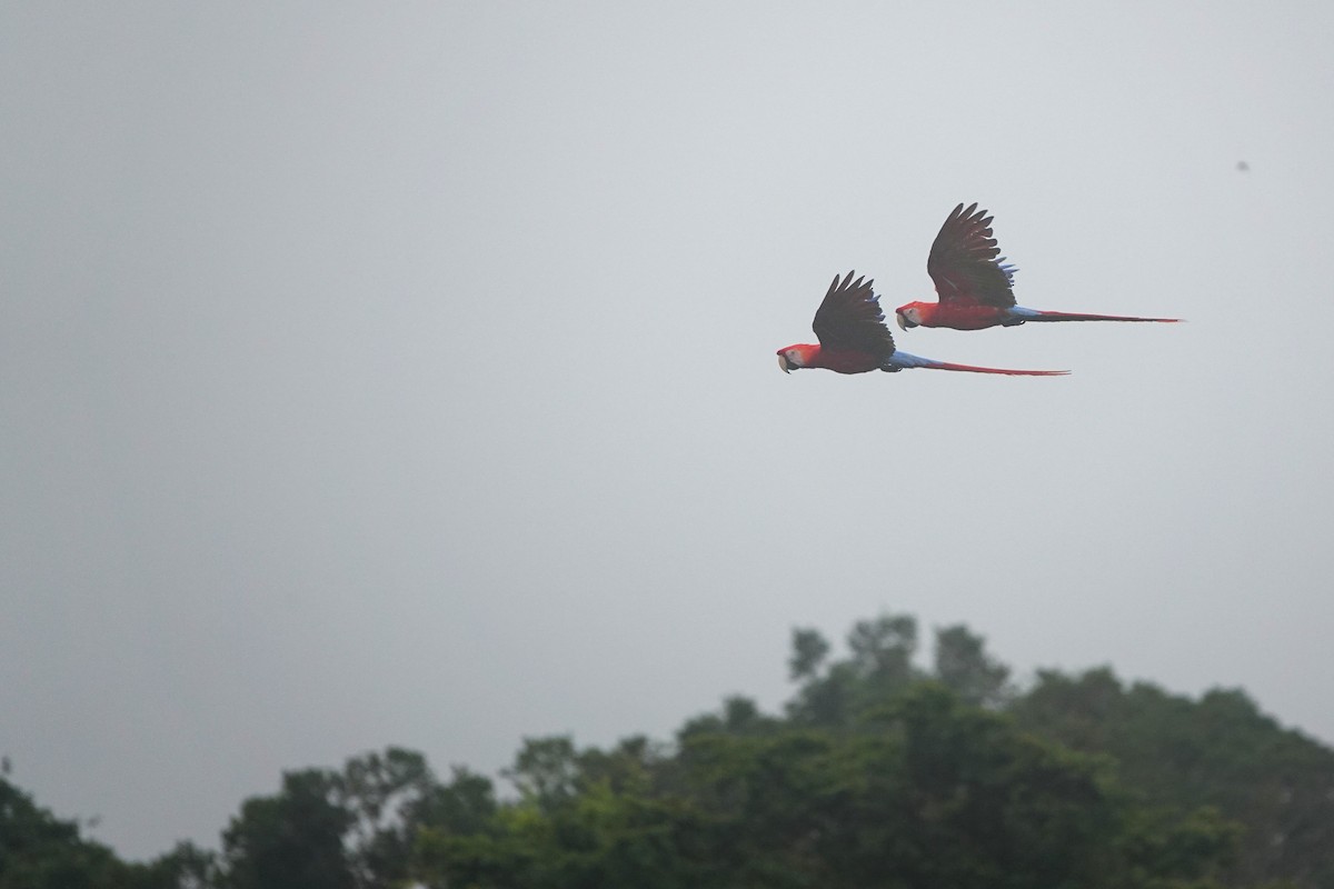 Scarlet Macaw - ML631931572