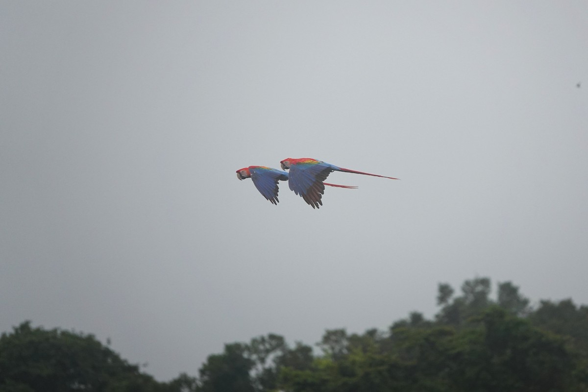 Scarlet Macaw - ML631931573