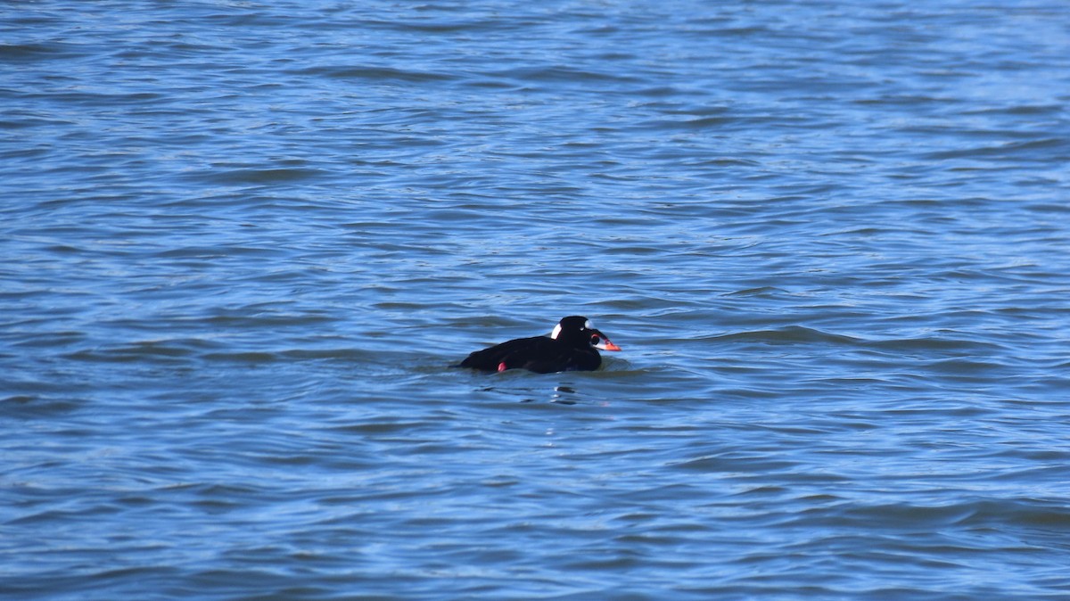 Surf Scoter - ML631931870