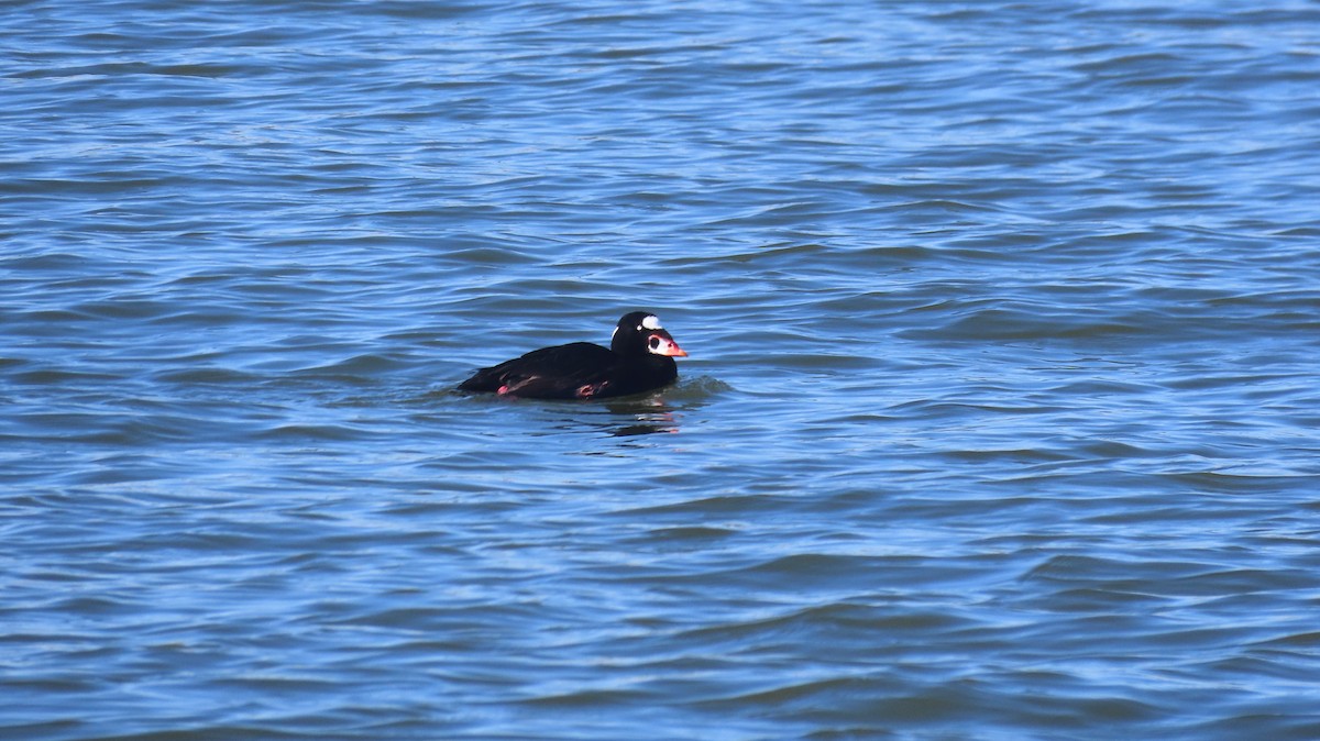 Surf Scoter - ML631931900