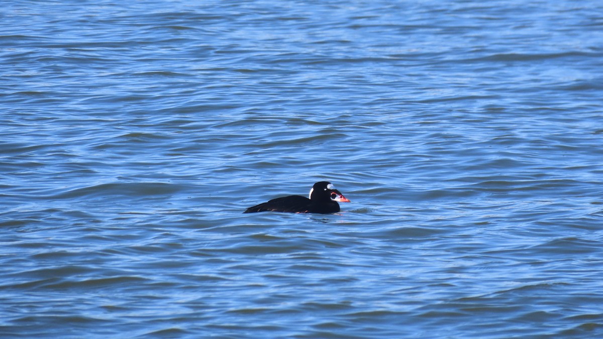 Surf Scoter - ML631931907